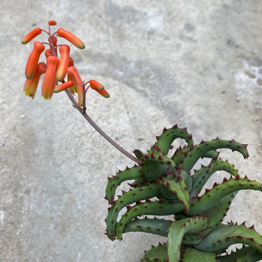 Aloe castilloniae - Die kriechende Aloe aus Madagaskar