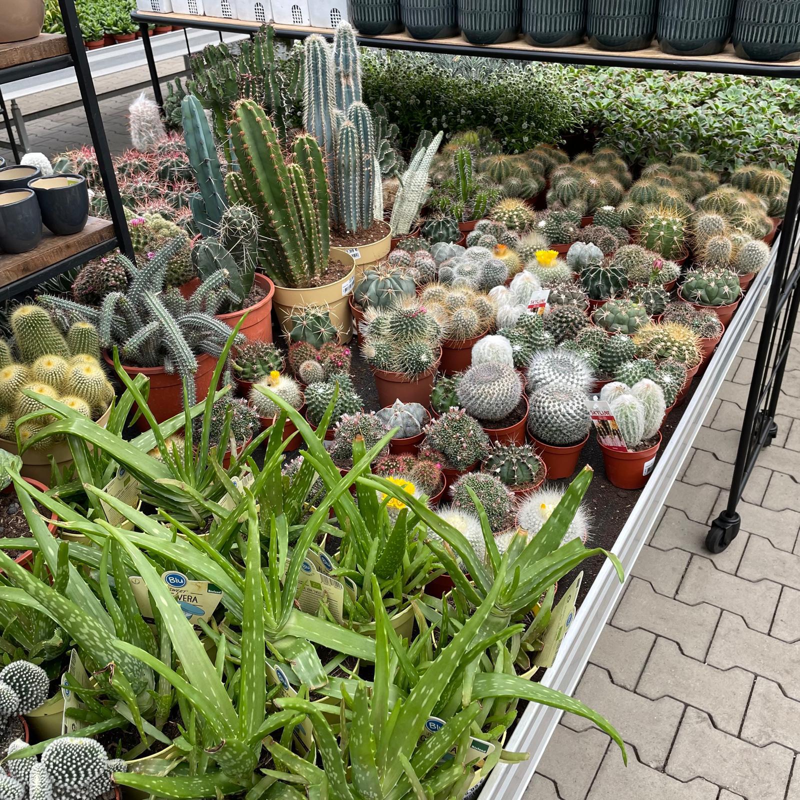 Wie gehe ich mit meinen Pflanzen nach dem Kauf um? Lucas Greenhouse