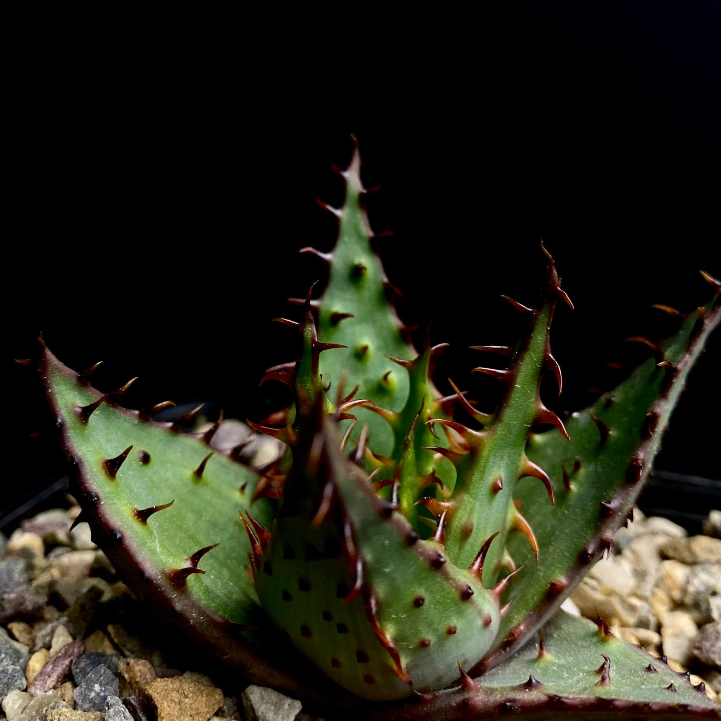 Aloe broomii
