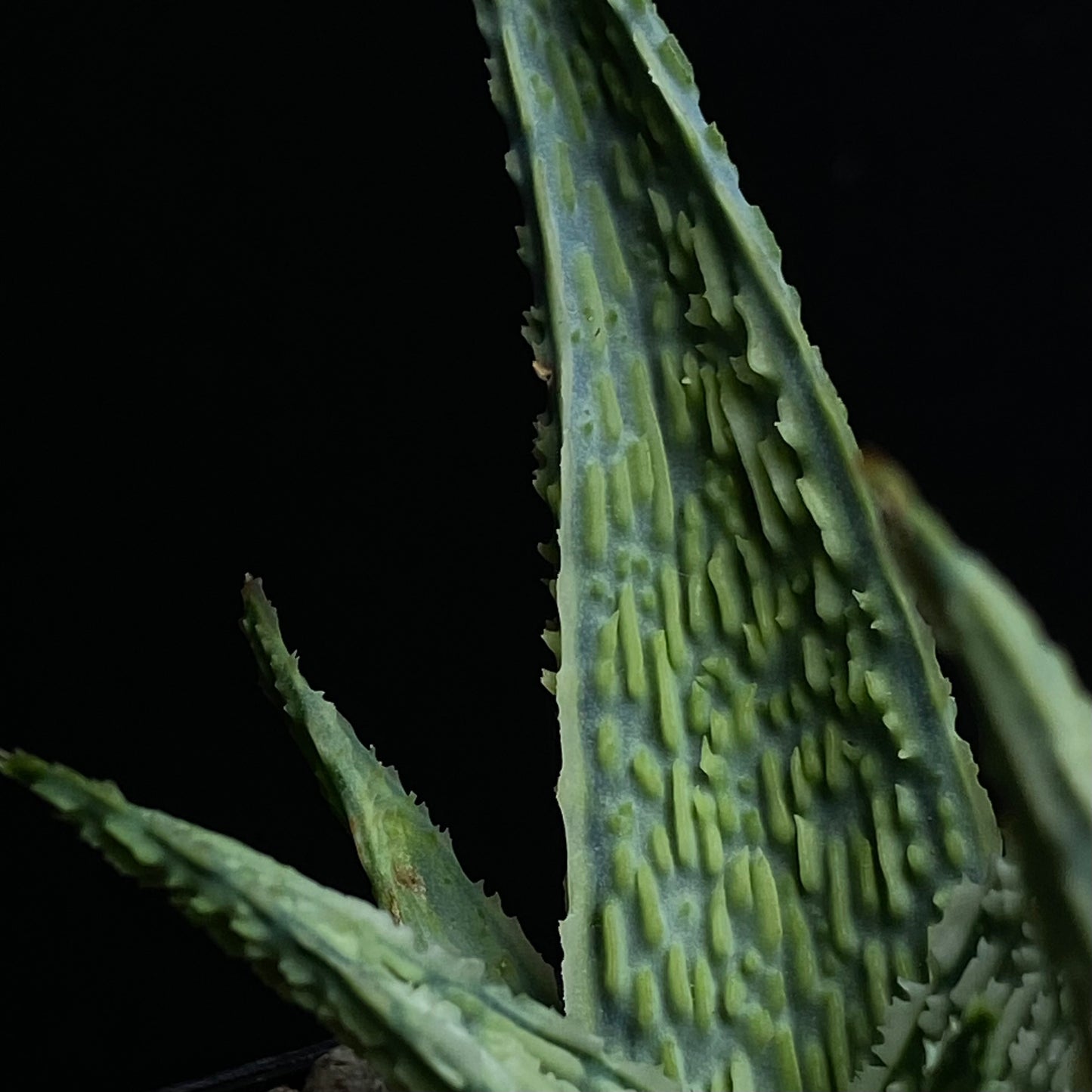 Aloe cv. Corduroy (Karen Zimmerman)