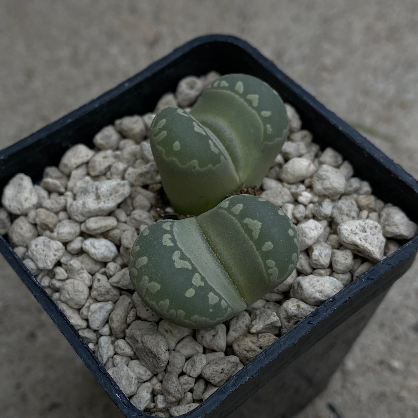Lithops otzeniana C350