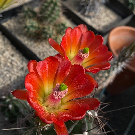 Echinocereus coccineus