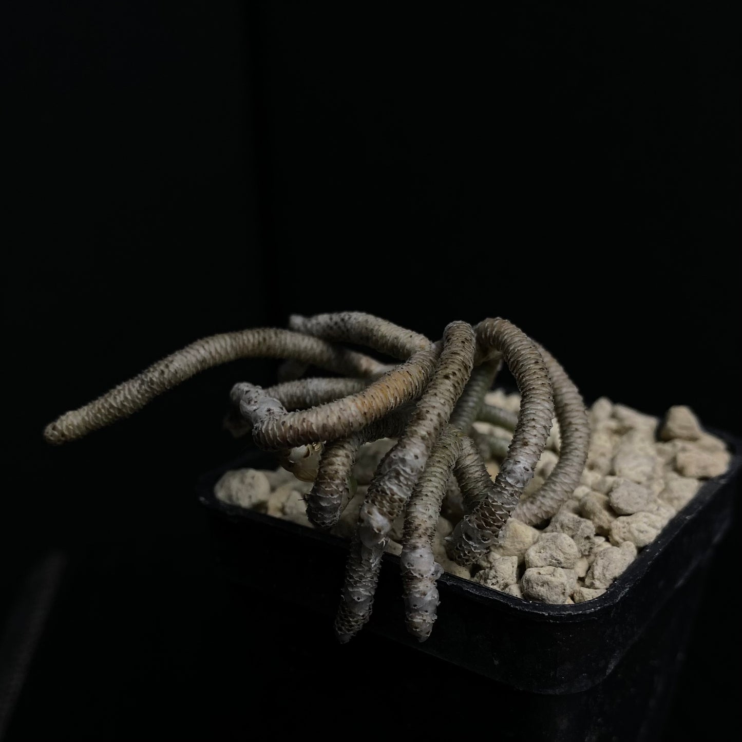 Avonia ustulata (Seekoegat)