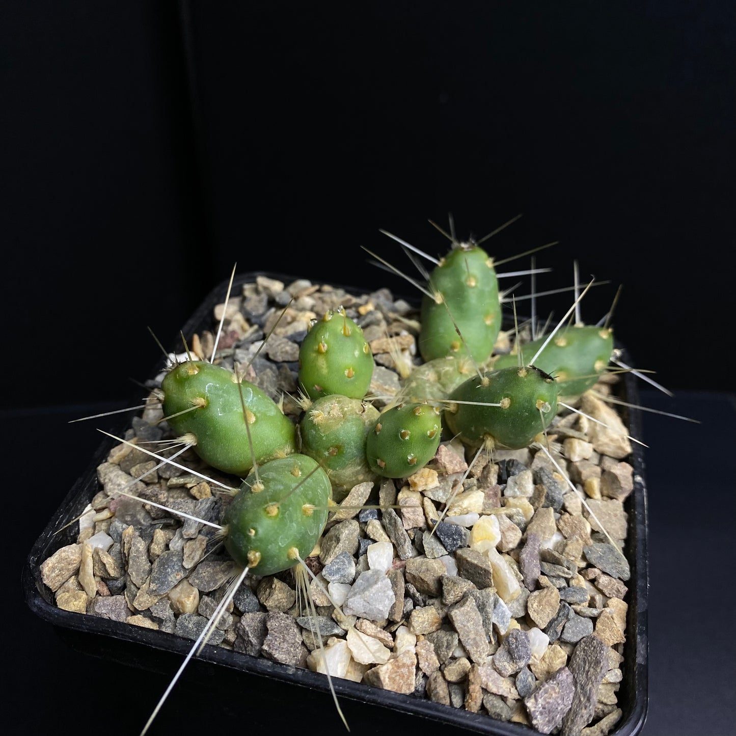 Maihueniopsis ovata (Frosthart)