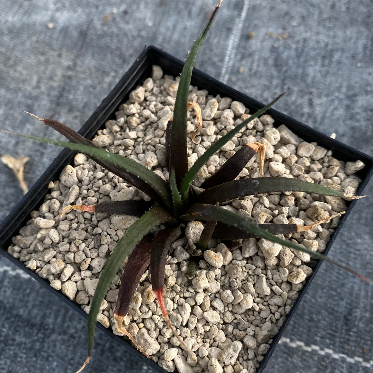 Haworthia angustifolia v. banksia (IB6562, Farm Banksia, 3km S of Bath)