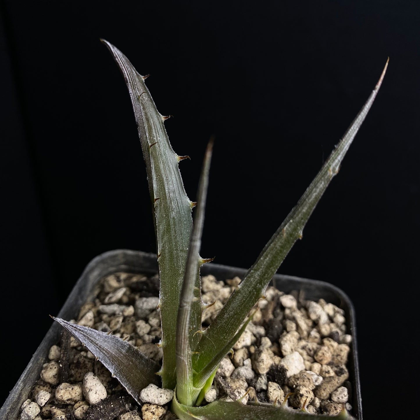 Hechtia scariosa
