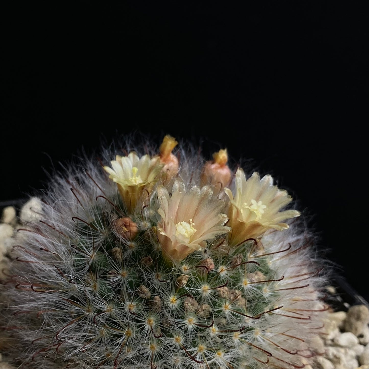 Mammilaria bocasana v. rubriflora