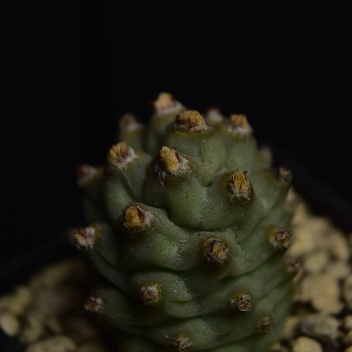 Tephrocactus articulatus var. inermis