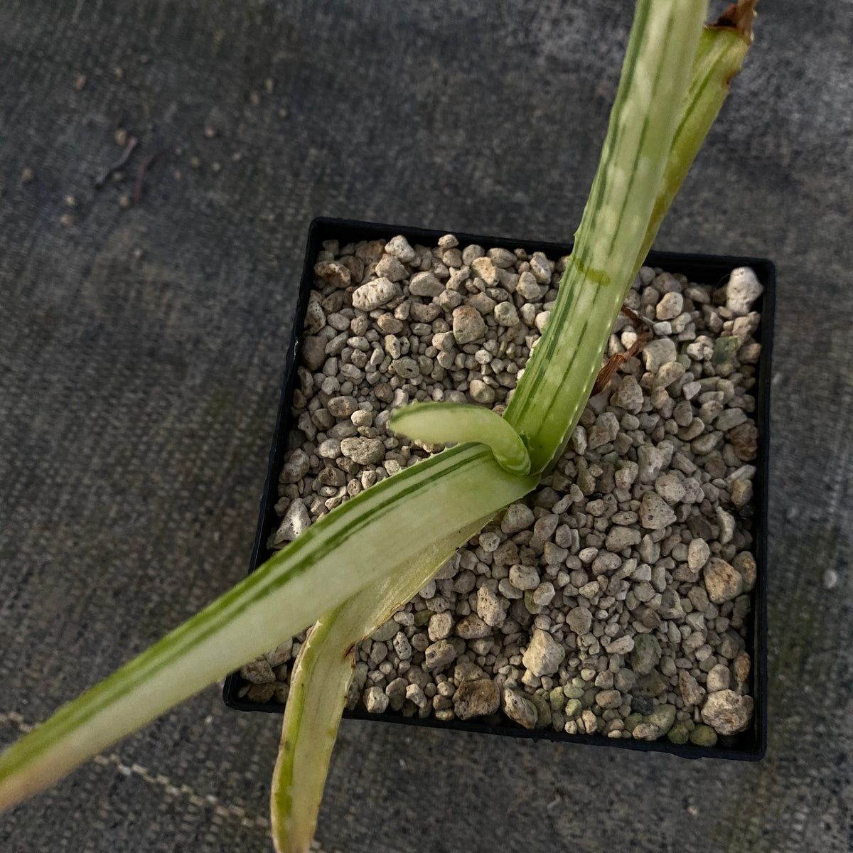 Aloe Vera f. variegata