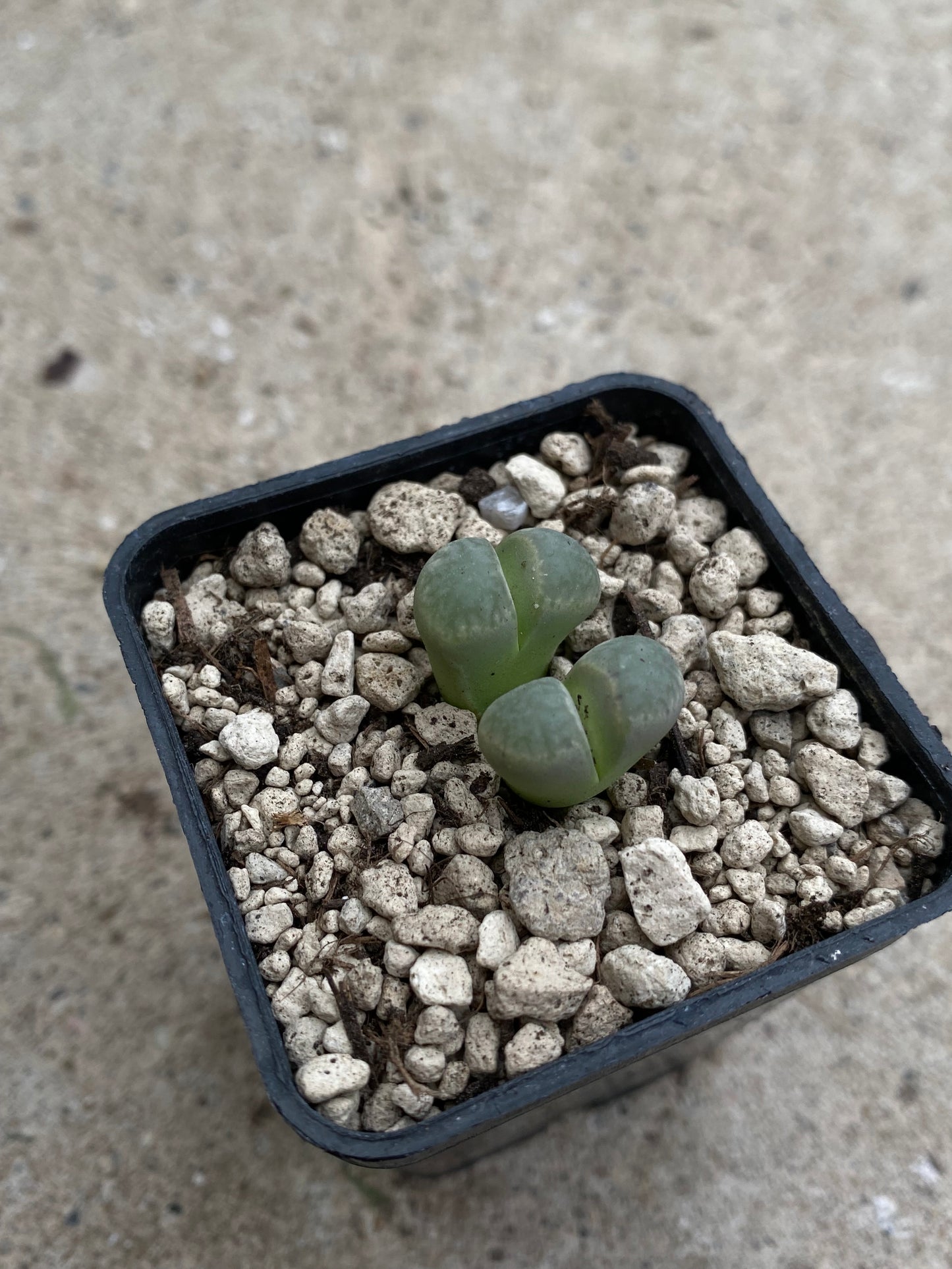 Lithops geyeri (Roiberg Form)