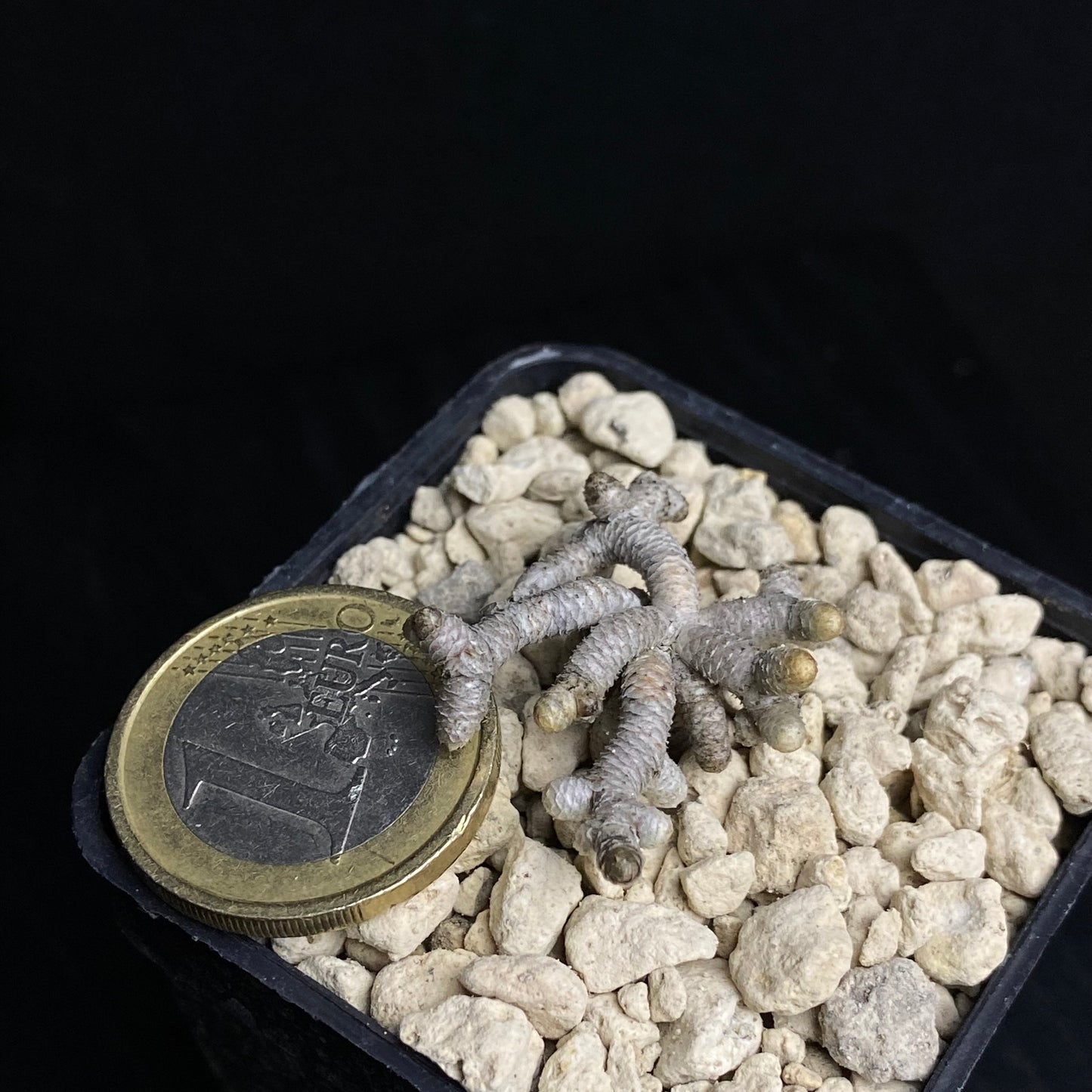 Avonia ustulata (2km S von Oviston)