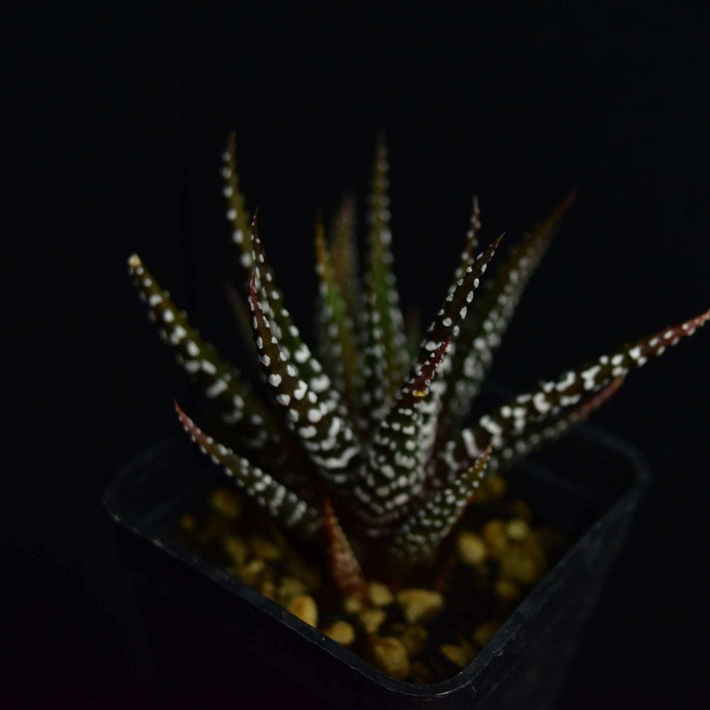 Haworthia attenuata cv. Wide Zebra