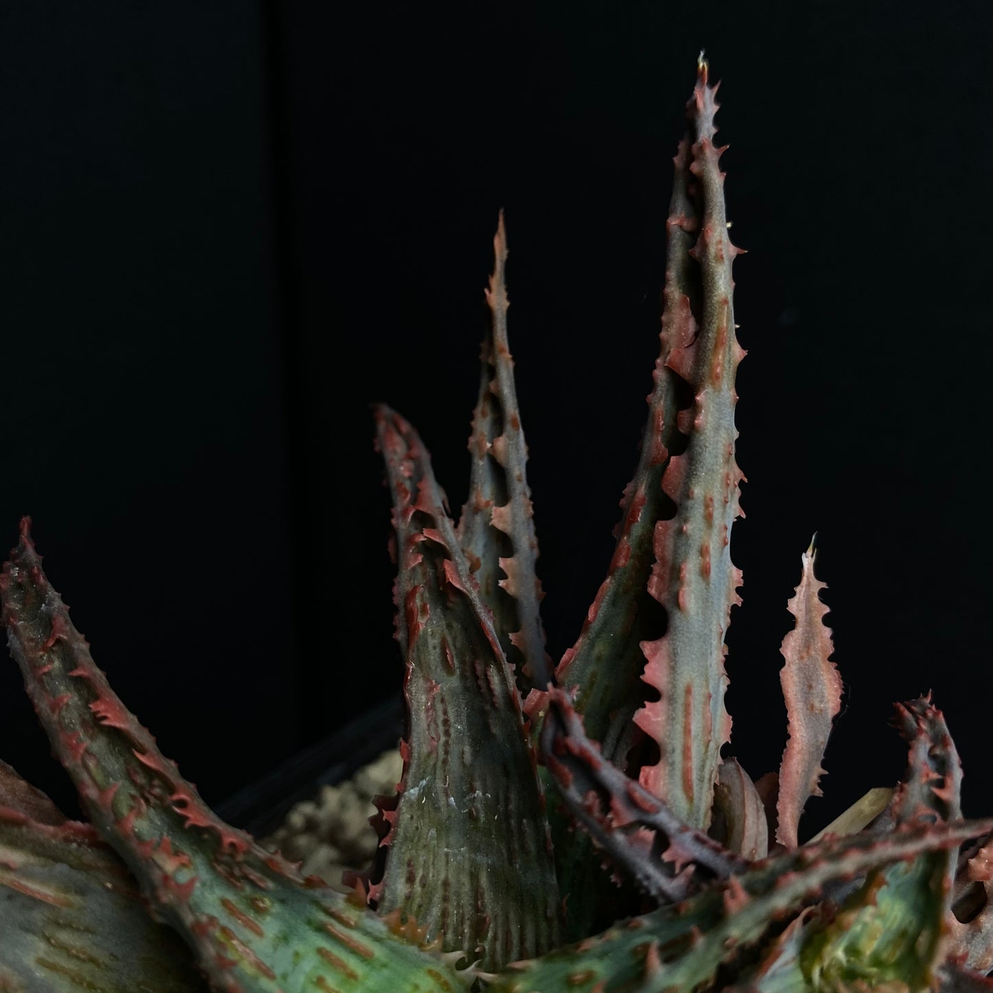 Aloe cv. Spike
