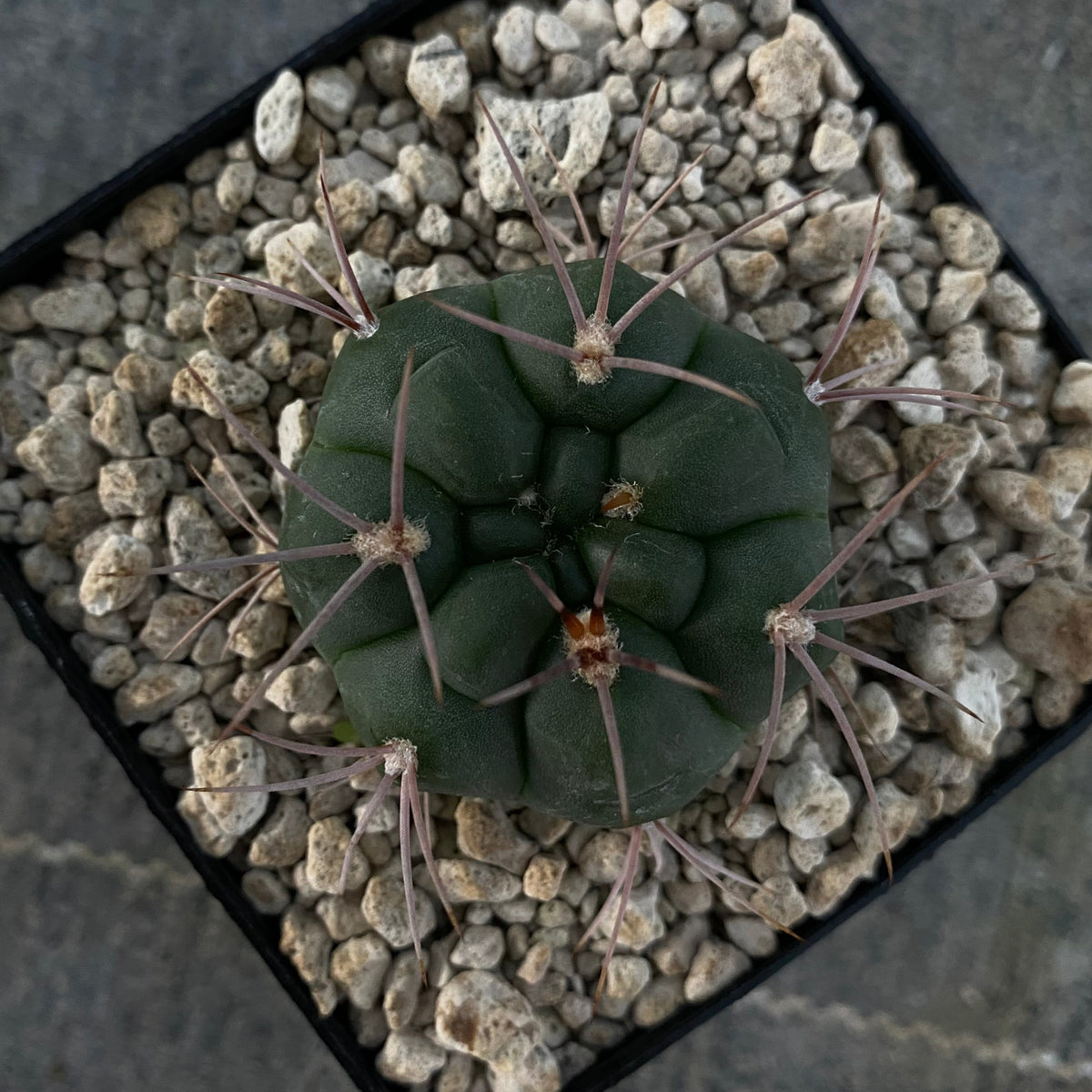 Gymnocalycium carminanthum (P133)