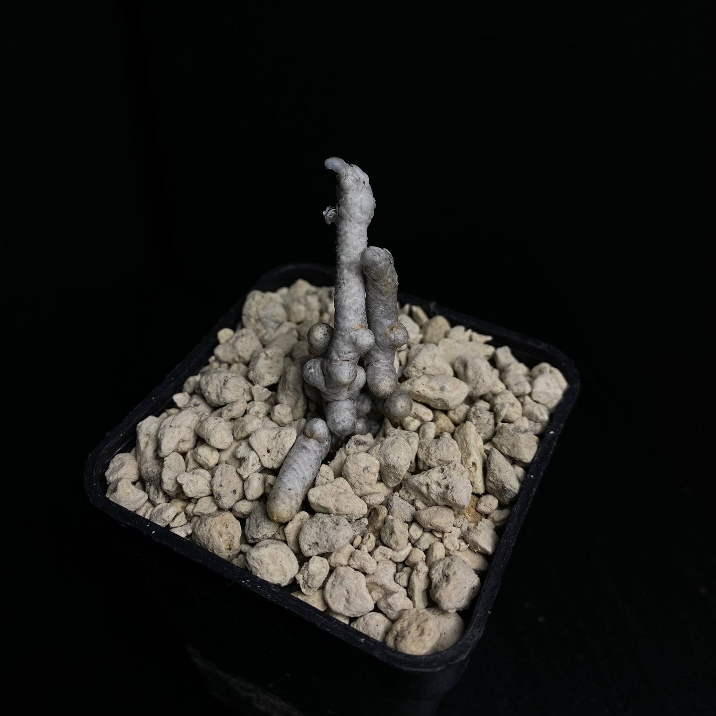 Avonia aff. prominens (SW. von Manhaarberg)