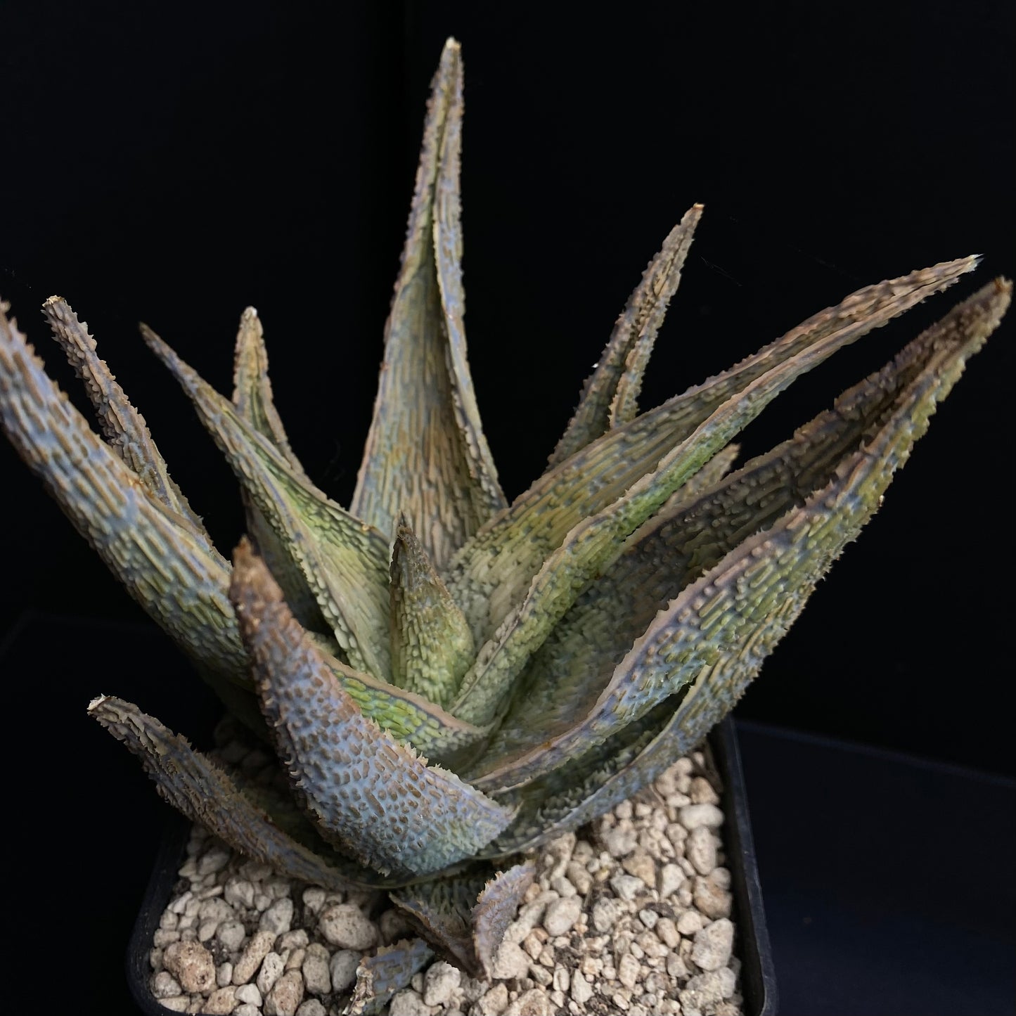 Aloe cv. Corduroy (Karen Zimmerman)