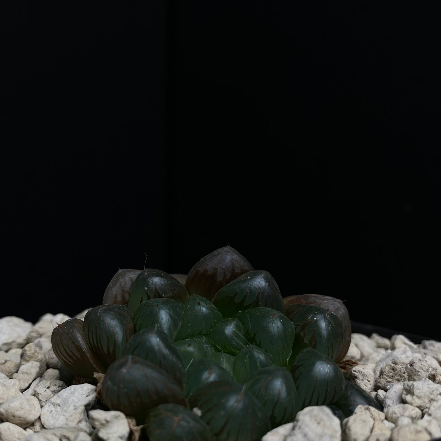 Haworthia cooperi