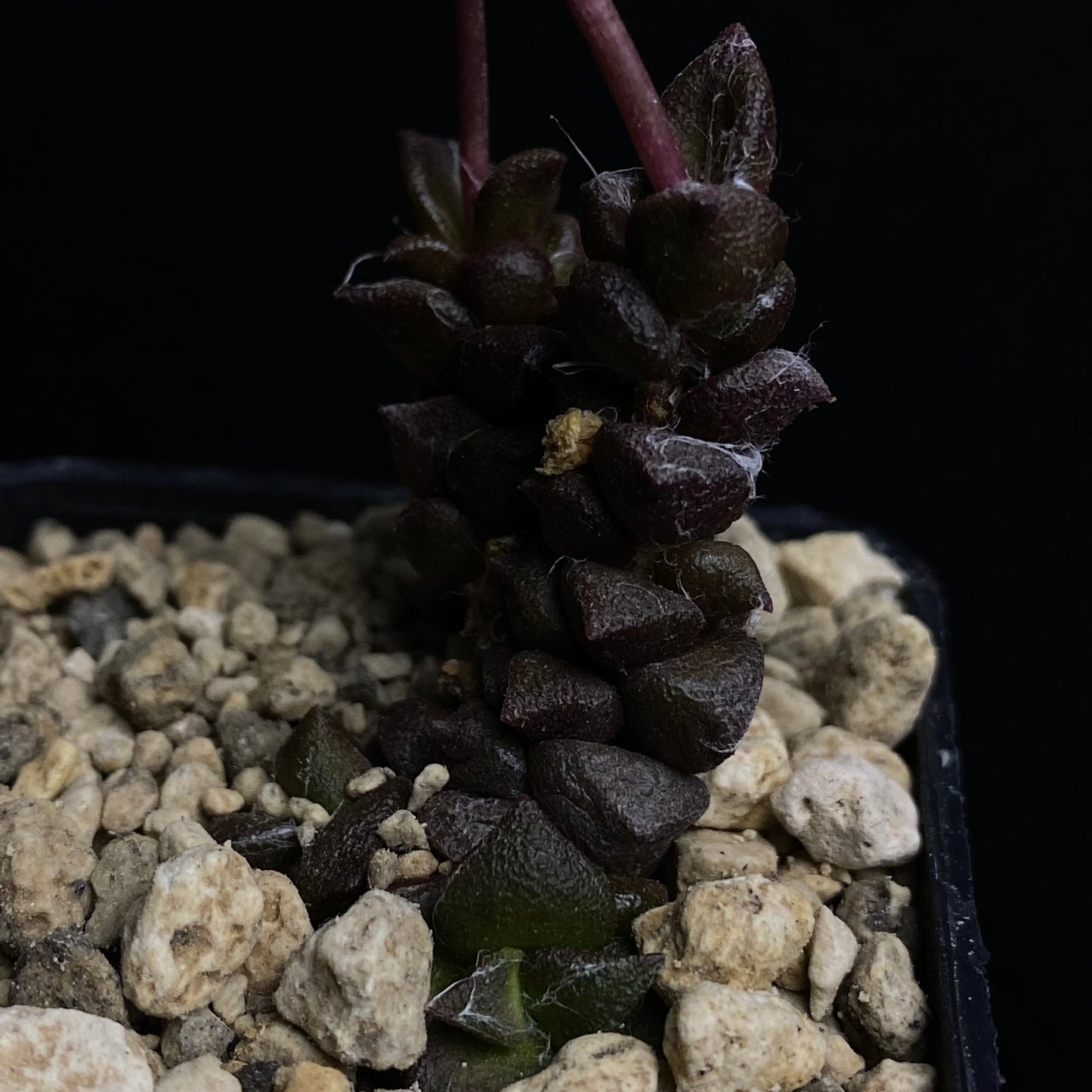 Anacampseros arachnoides (Cradock)