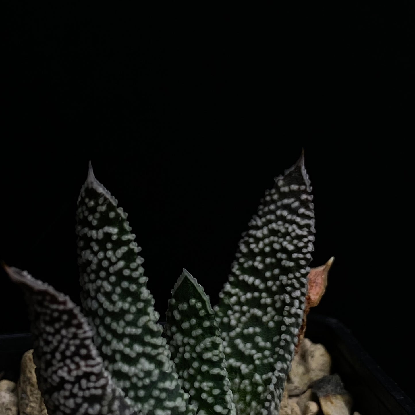 Gasteria carinata v. verrucosa