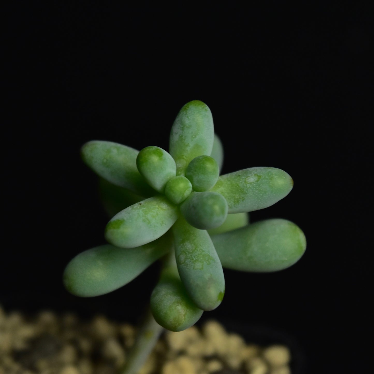 Sedum pachyphyllum