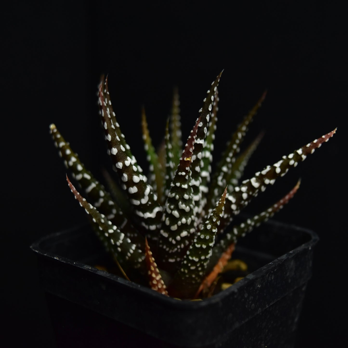 Haworthia attenuata cv. Wide Zebra