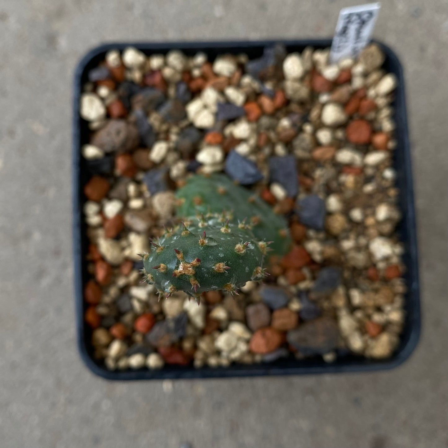 Opuntia fragilis (Winterhart)