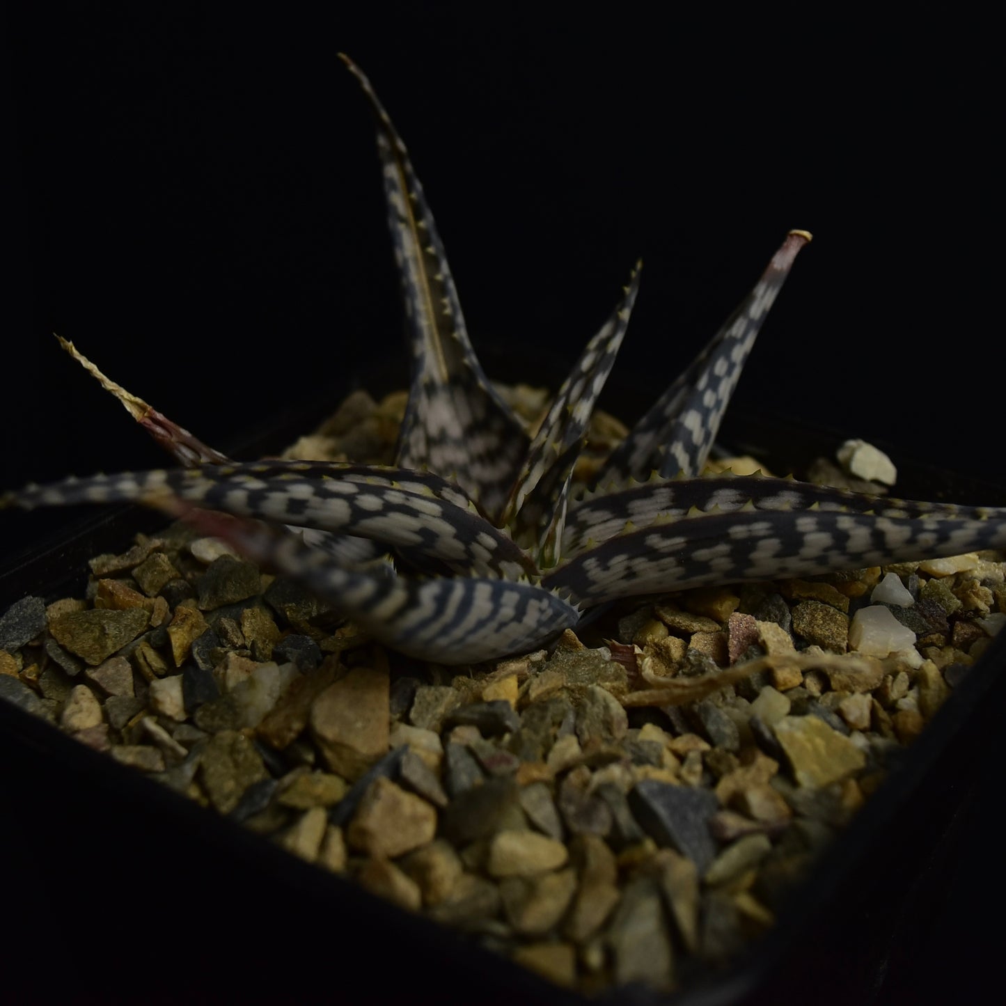 Aloe cv. "Bronce Lizard"