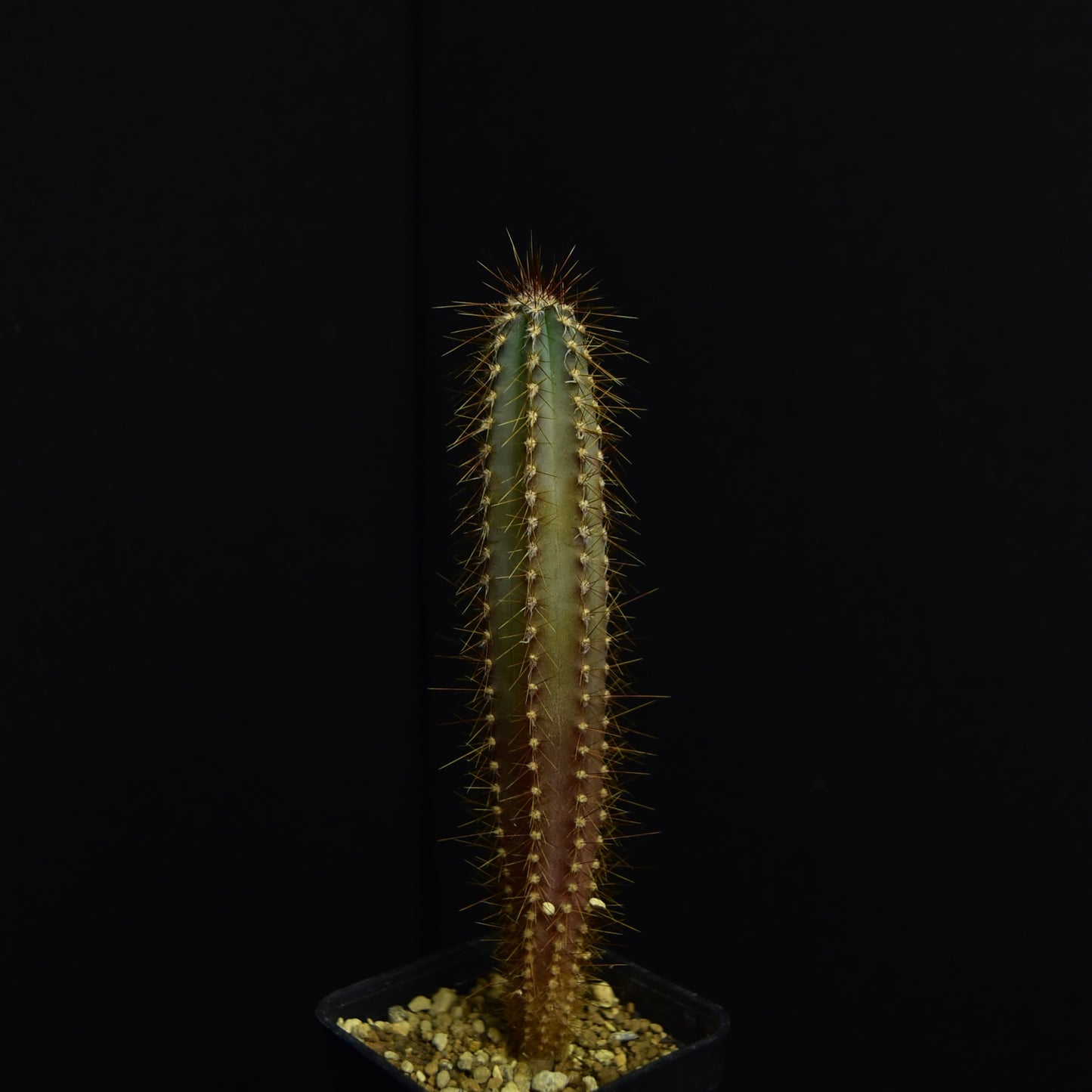 Cereus forbesii