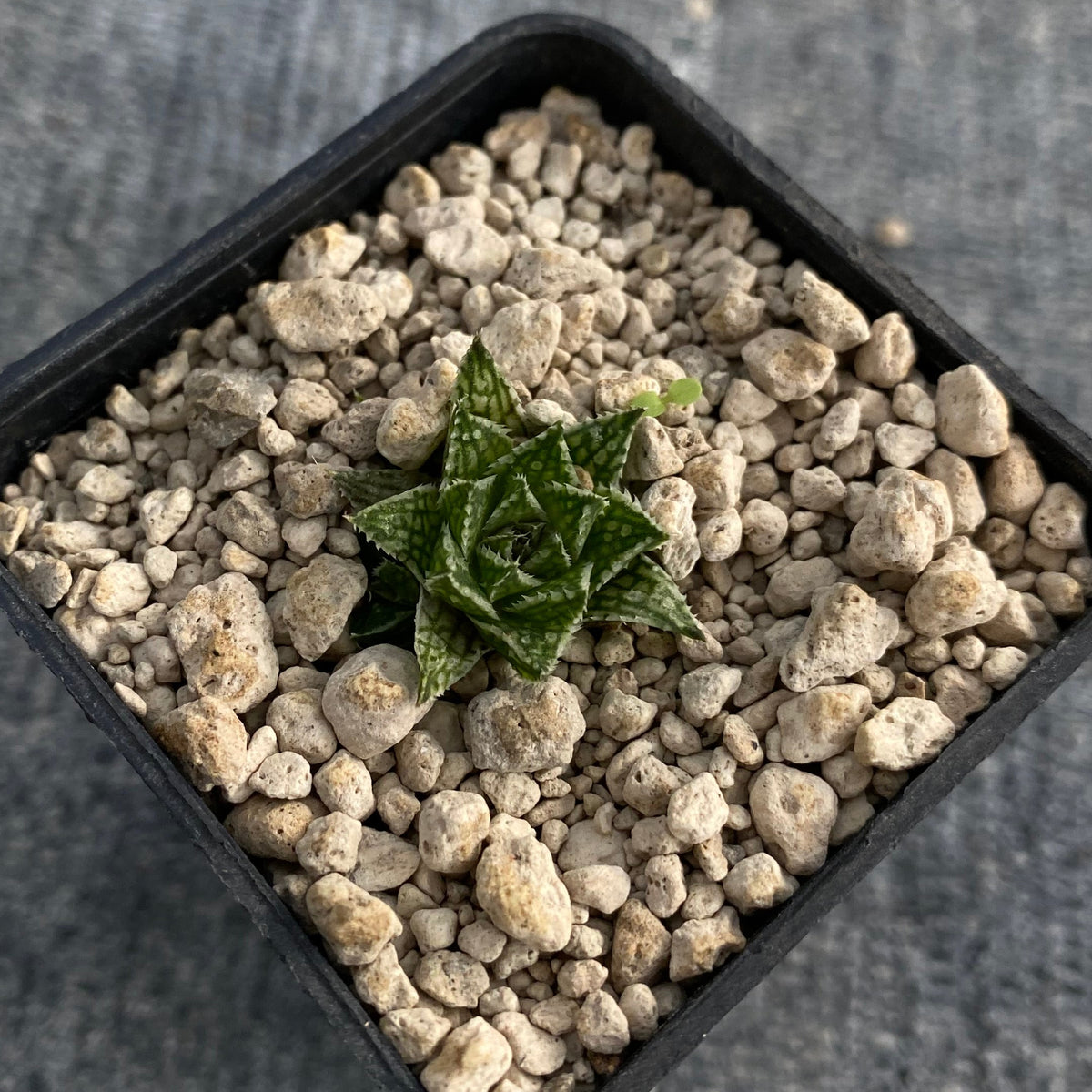 Haworthia marumiana ‘marmorata’ (Tierberg, NE of Prince Albert)