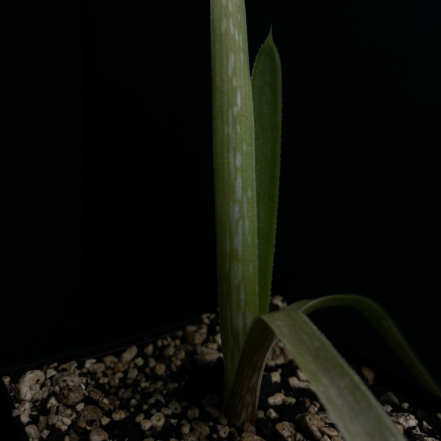 Aloe boylei