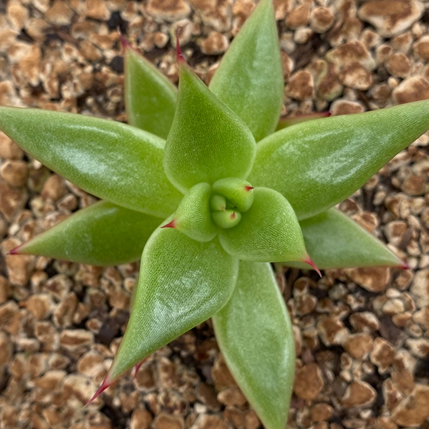 Echeveria agavoides