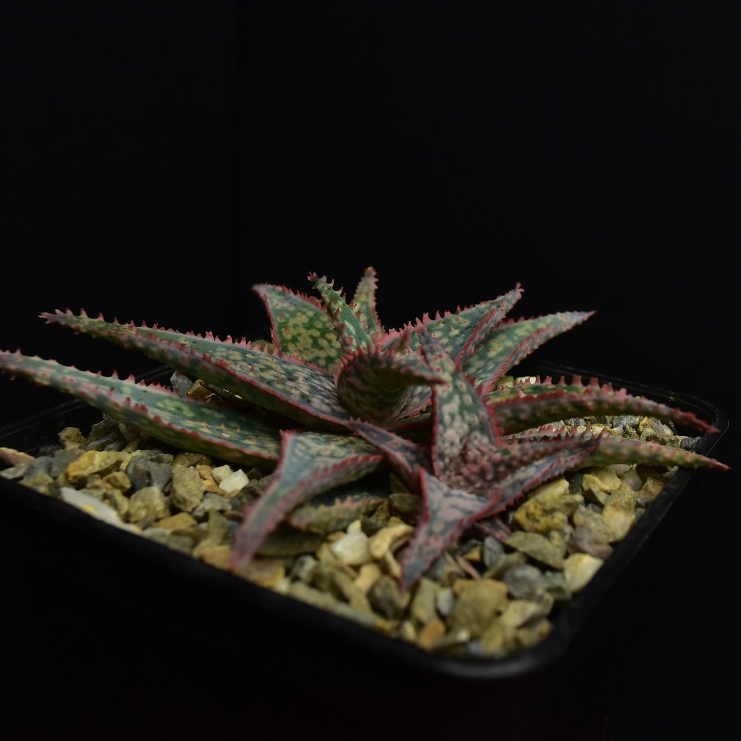 Aloe cv. "Donnie"
