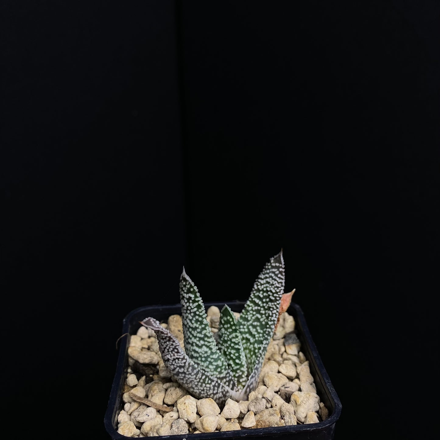 Gasteria carinata v. verrucosa