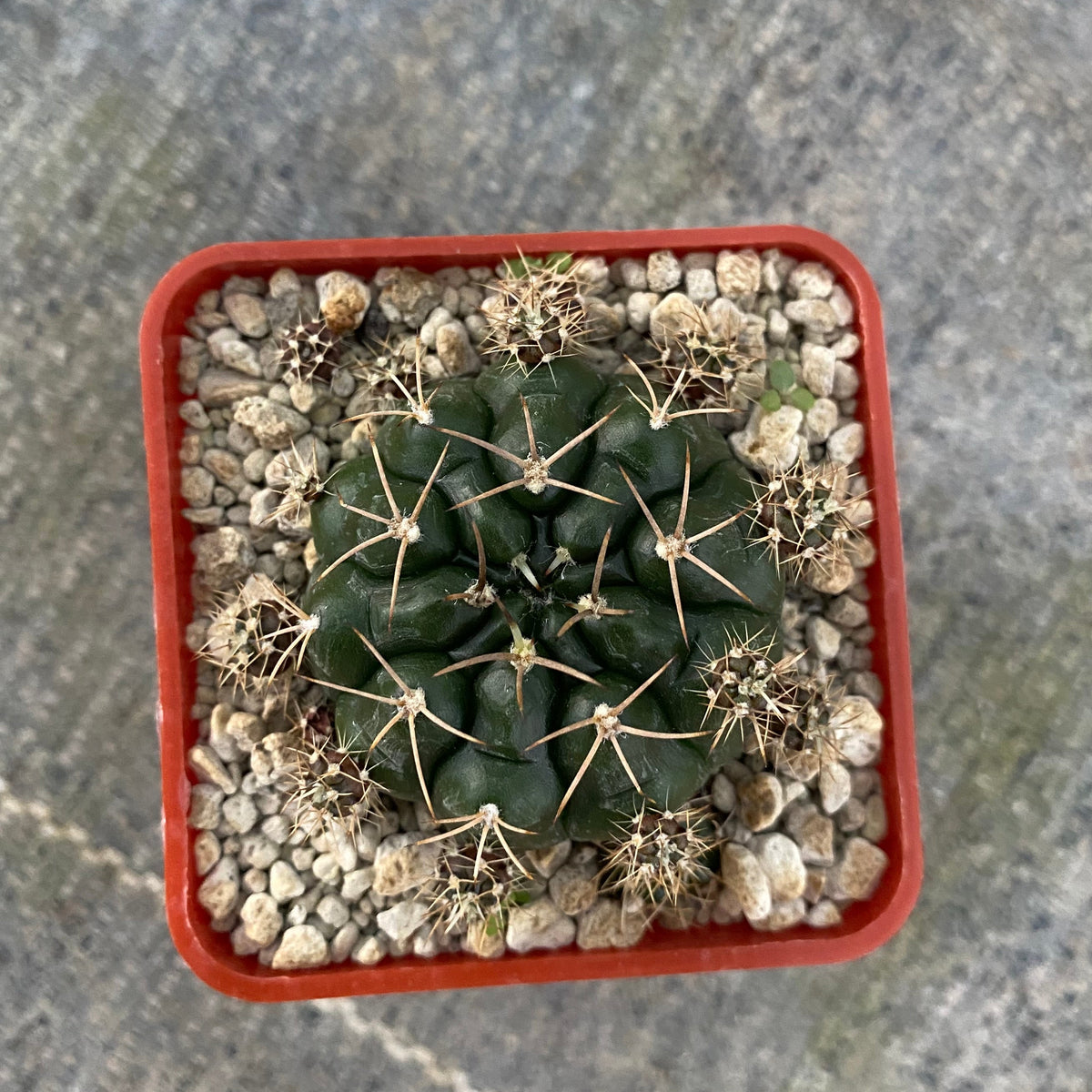 Gymnocalycium damsii v. multiproliferum