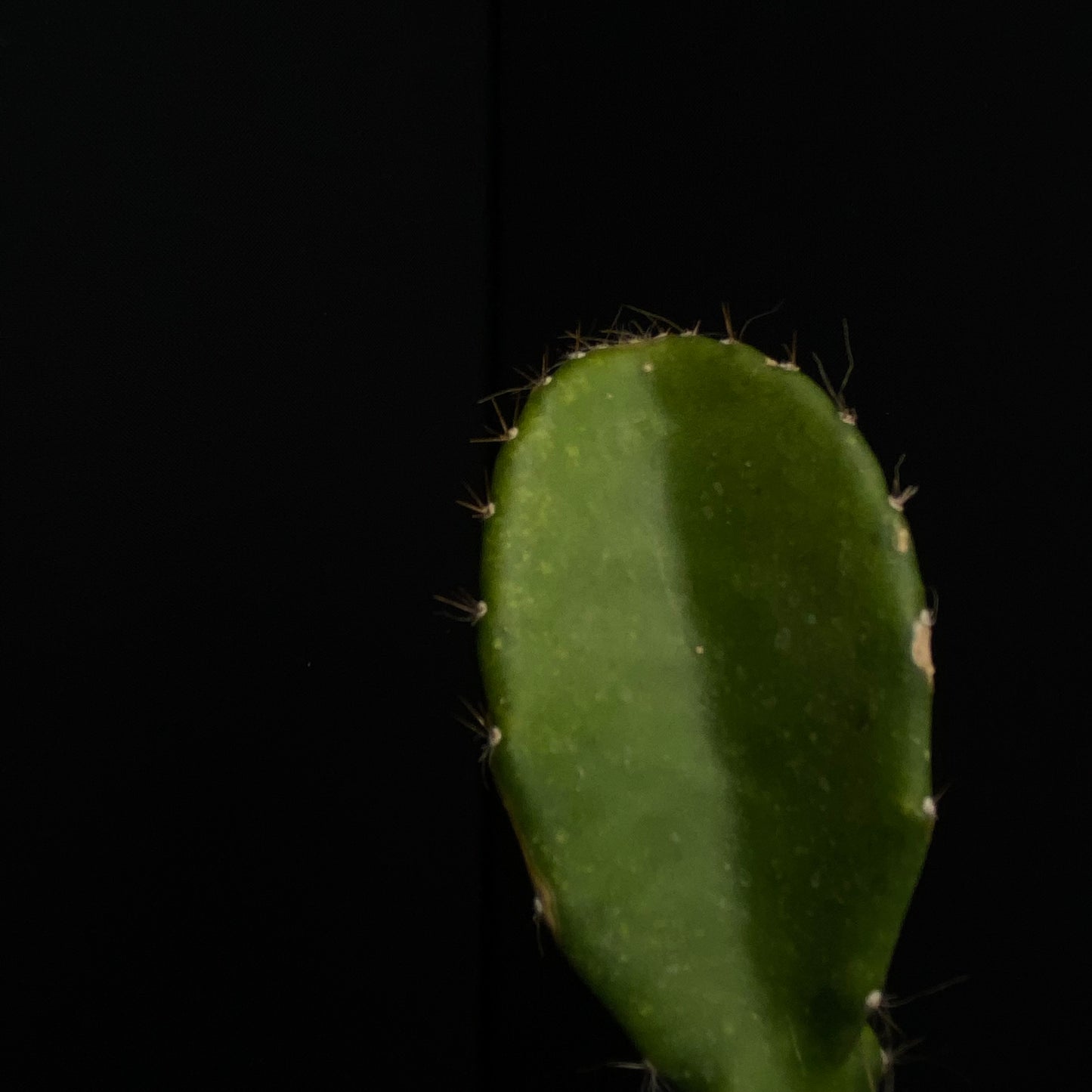 Weberocereus frohningiorum
