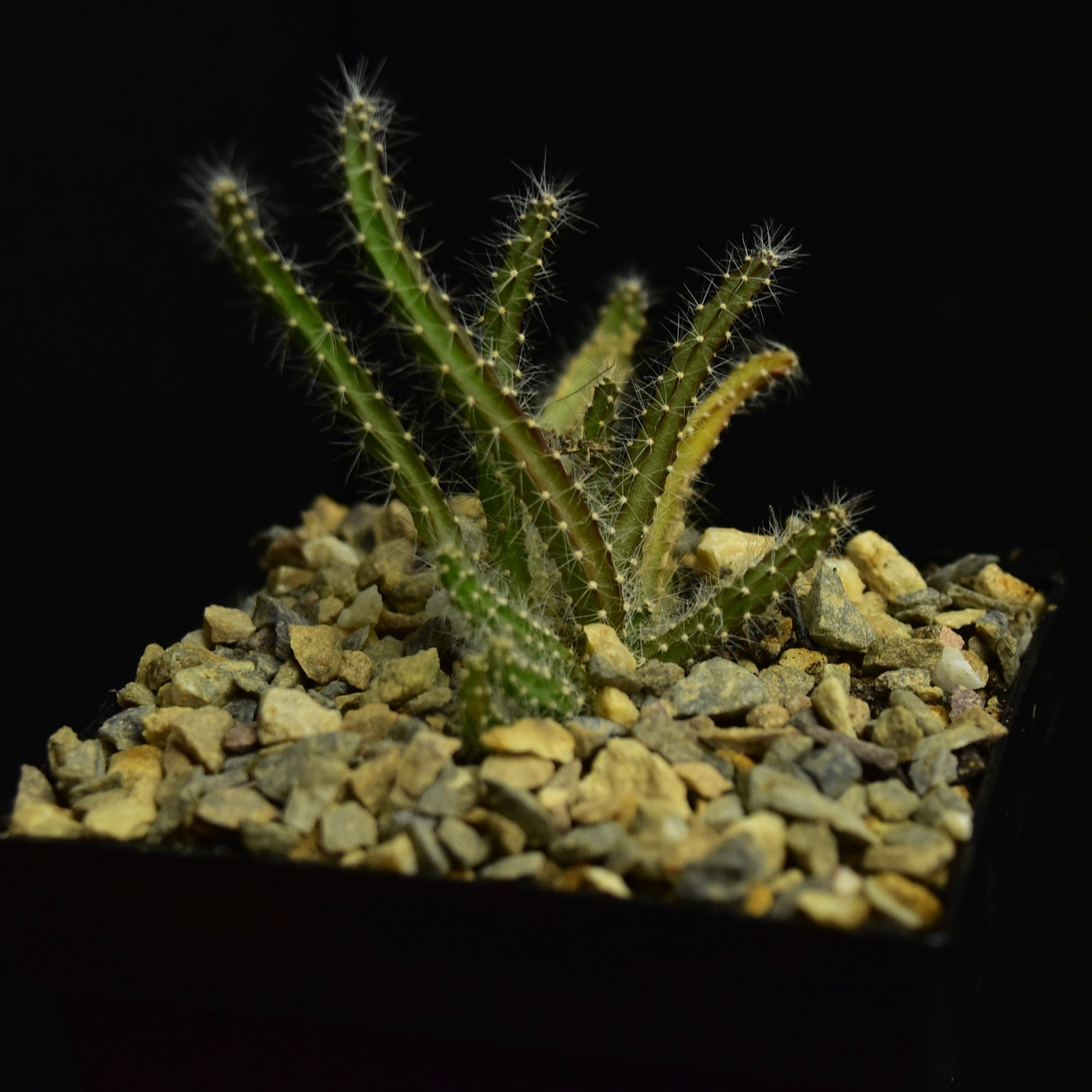 Selenicereus validus Lucas Greenhouse