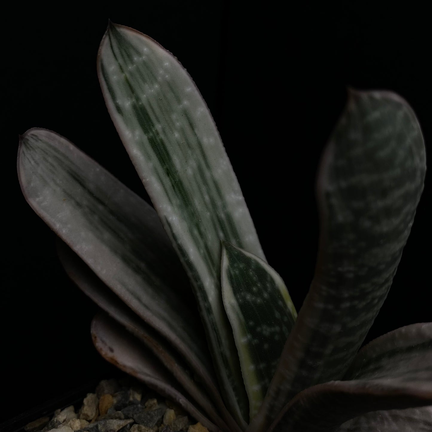 Gasteria cv. Fuji Yuki
