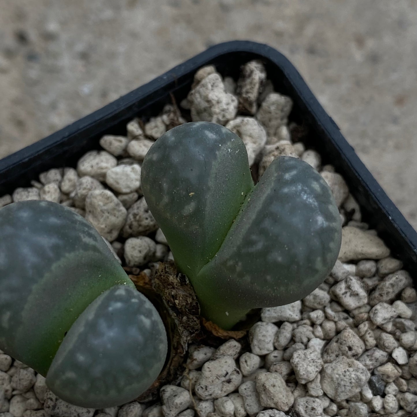 Lithops marmorata (Koeriesberg Form)
