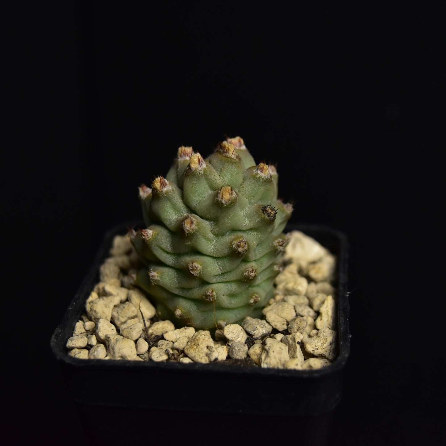 Tephrocactus articulatus var. inermis