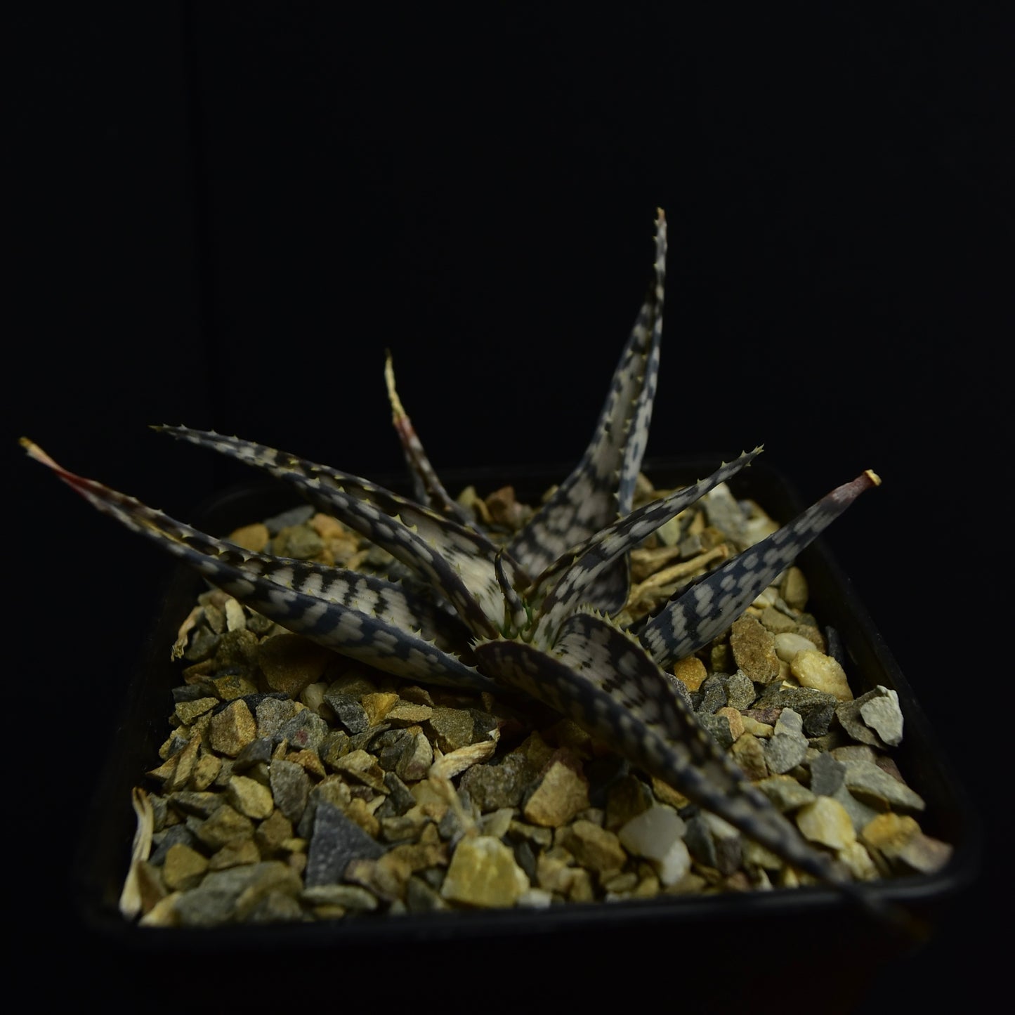 Aloe cv. "Bronce Lizard"