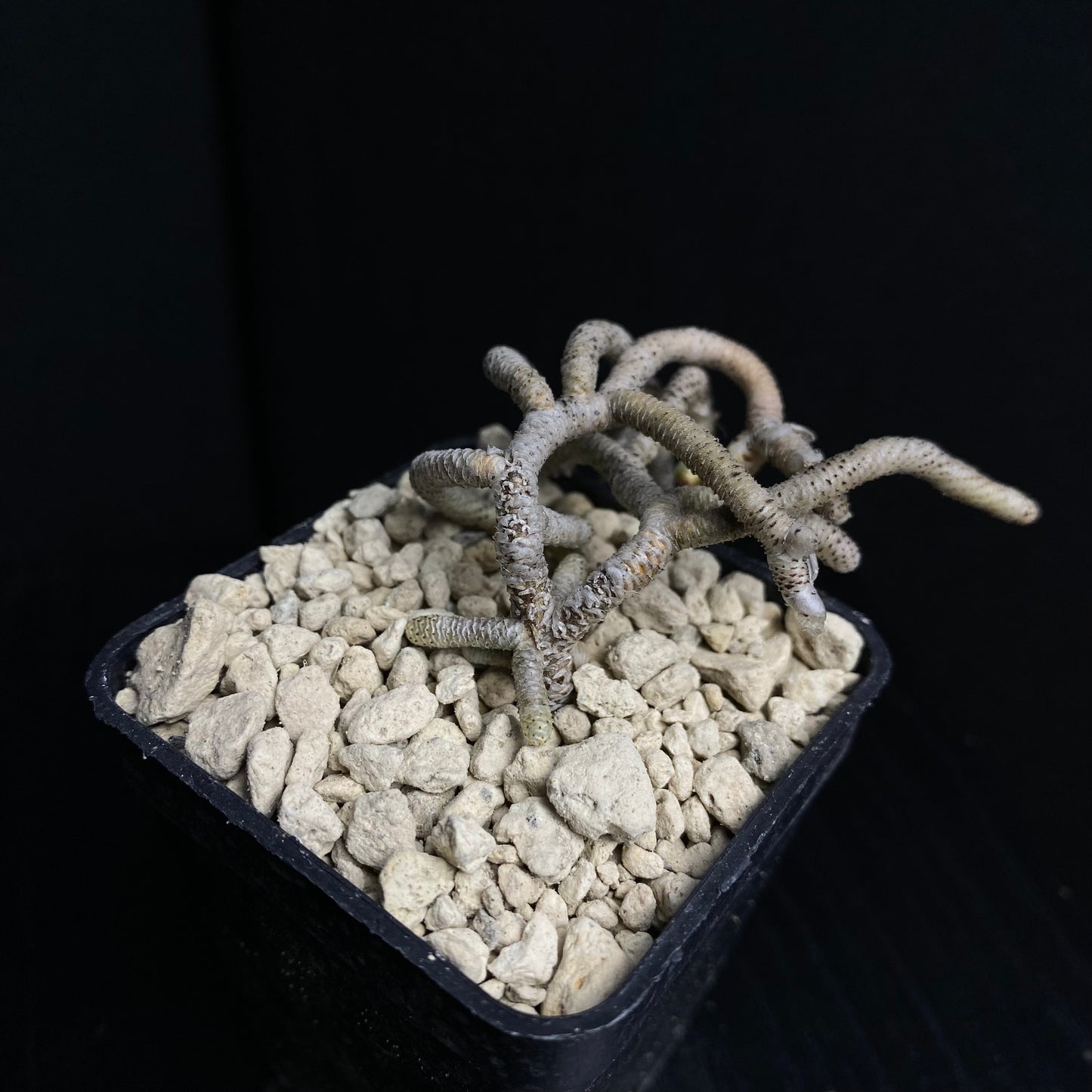 Avonia ustulata (Seekoegat)