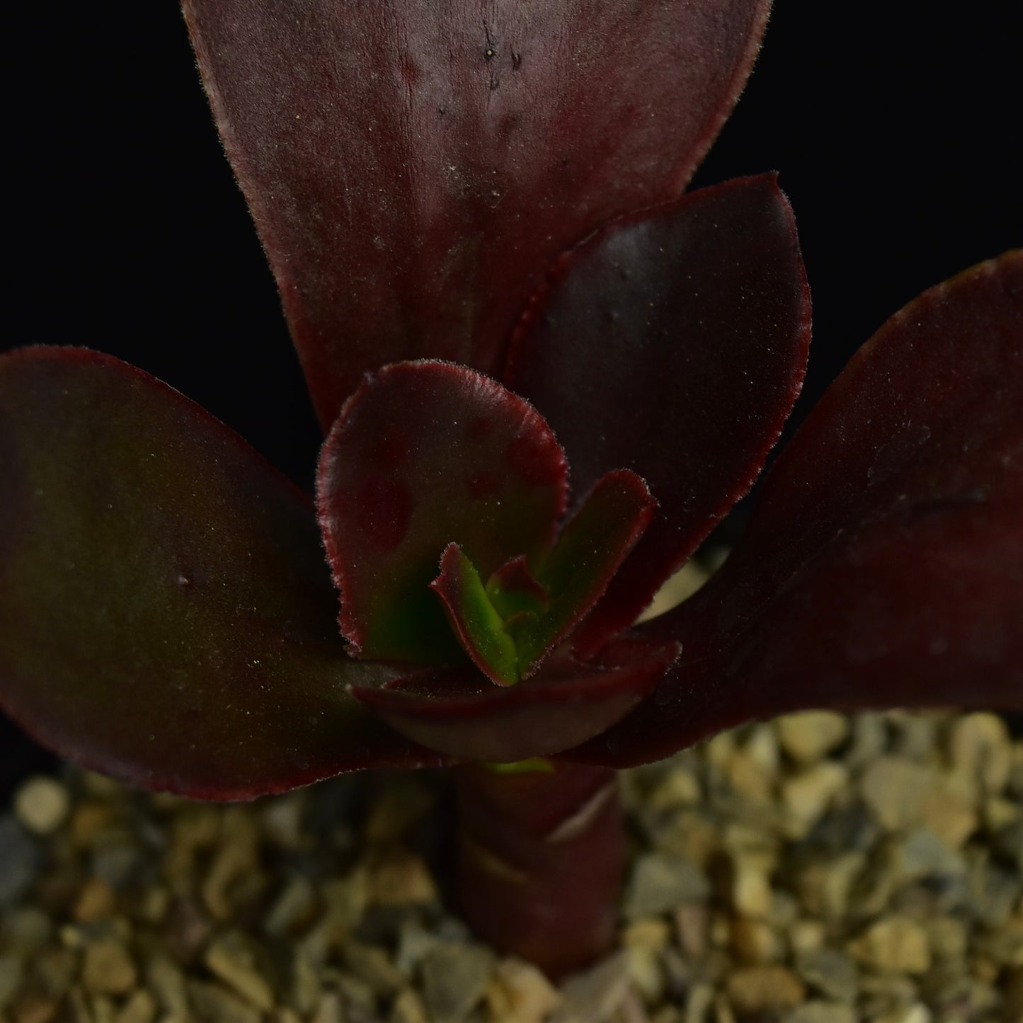 Echeveria cv. „Mahagoni Rose“