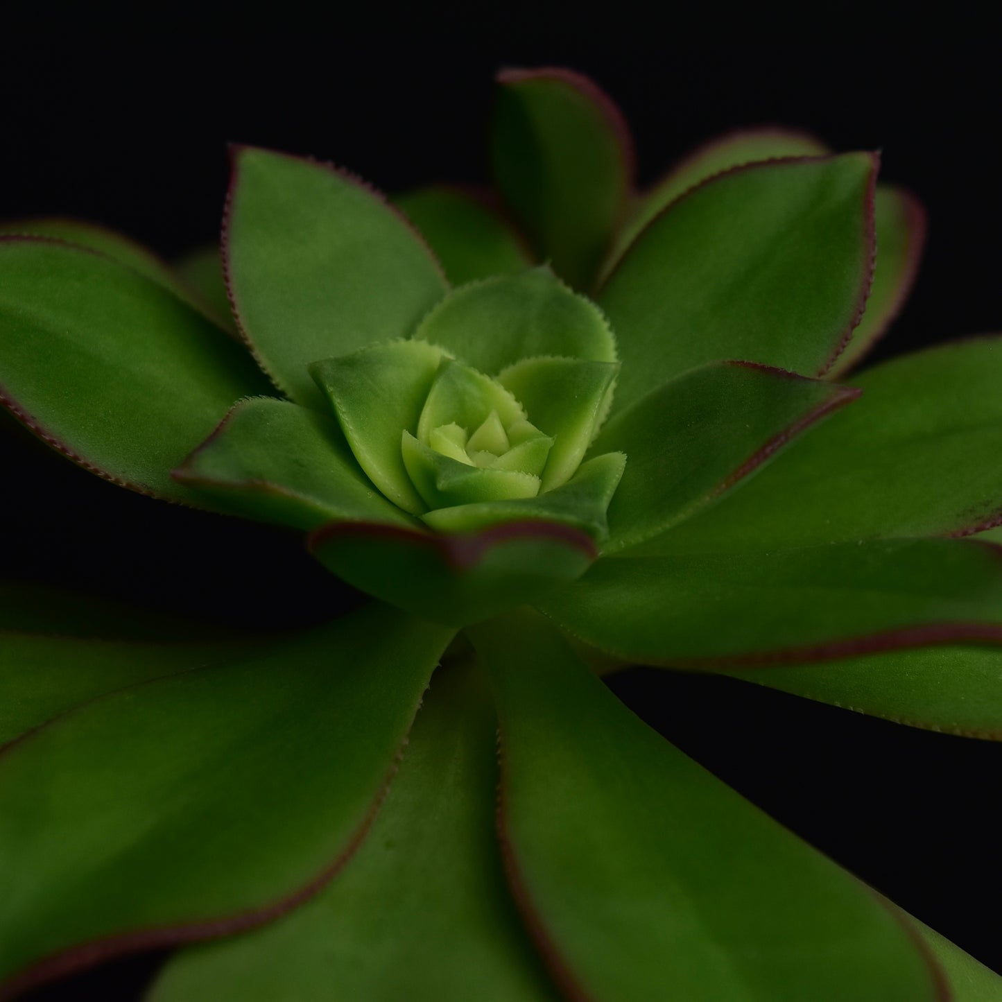 Aeonium decorum cv. "Kiwi"