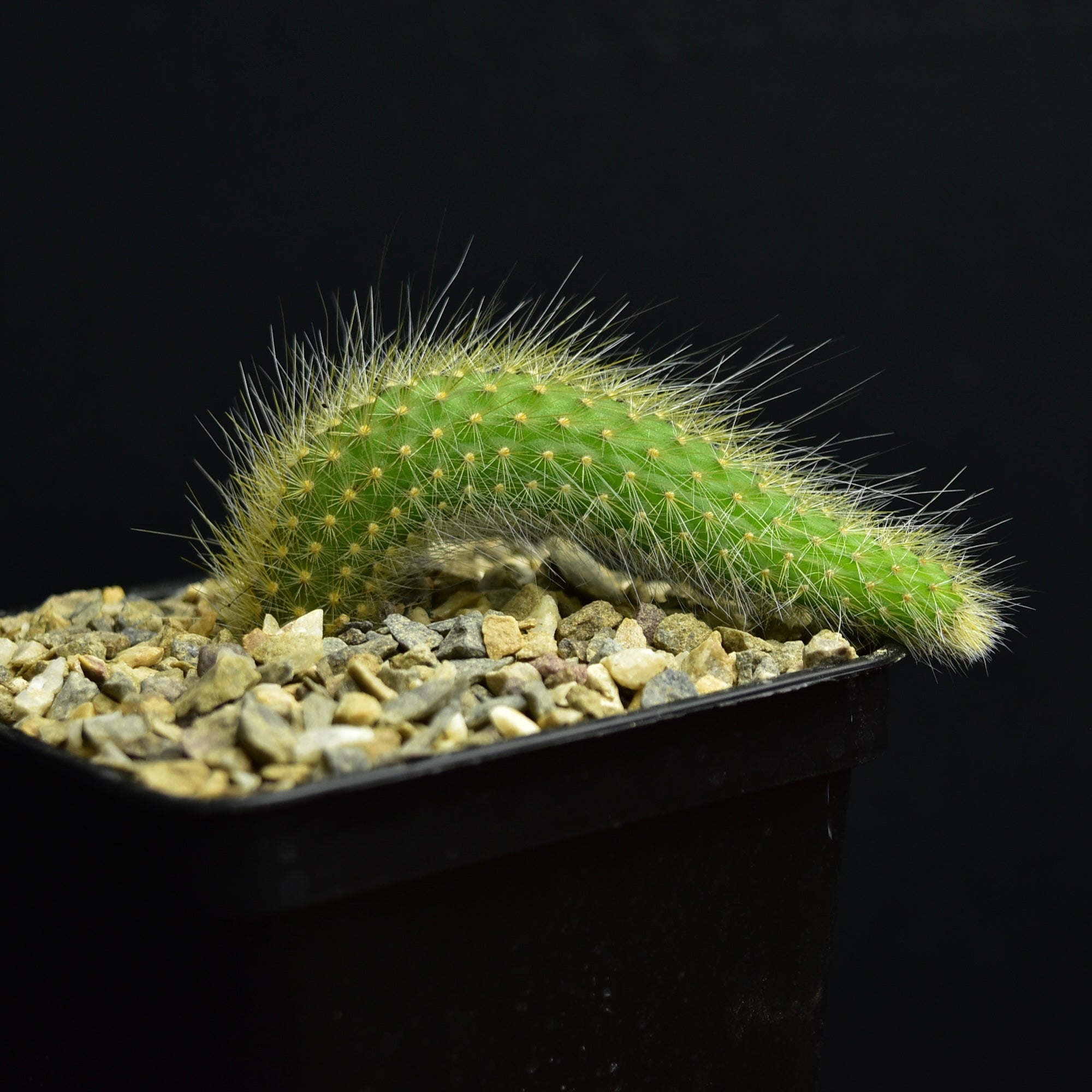 "AffenschwanzKaktus" Kakteen und Sukkulenten Online kaufen Lucas