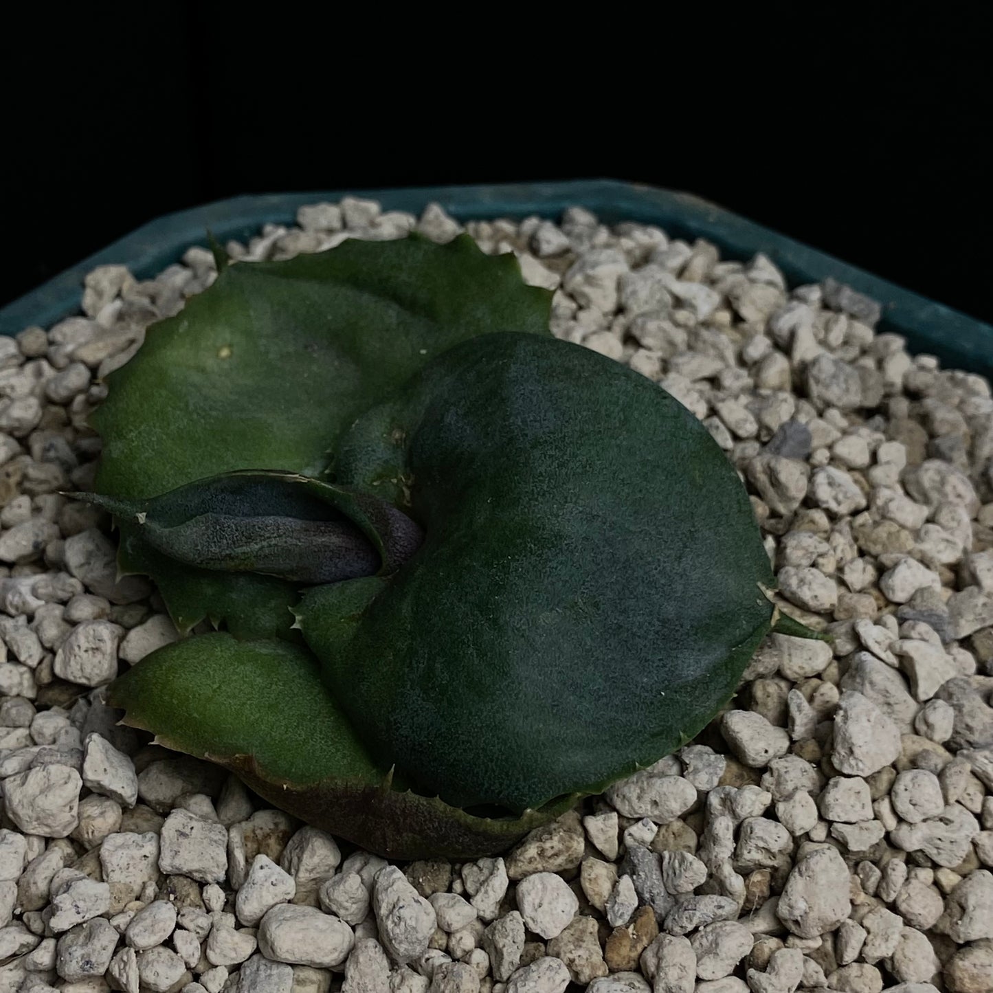 Agave marmorata cv. Papilio Platanoides