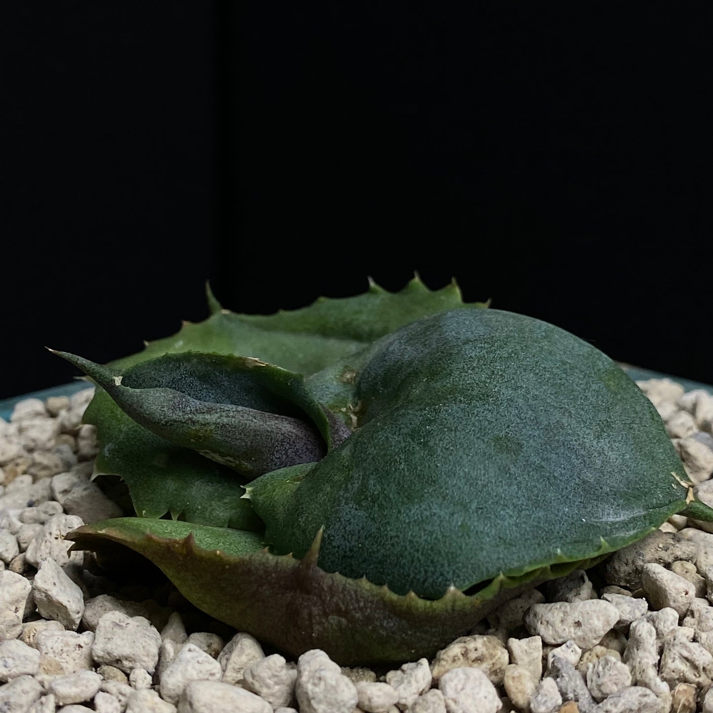 Agave marmorata cv. Papilio Platanoides