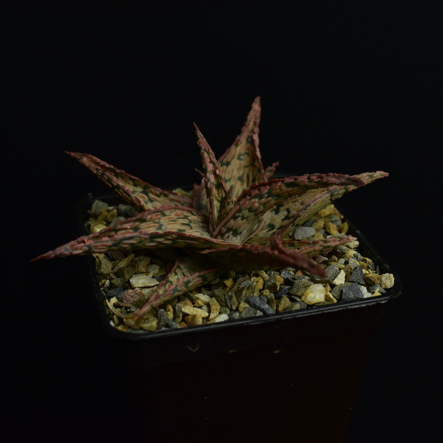 Aloe cv. "Pink Blush"