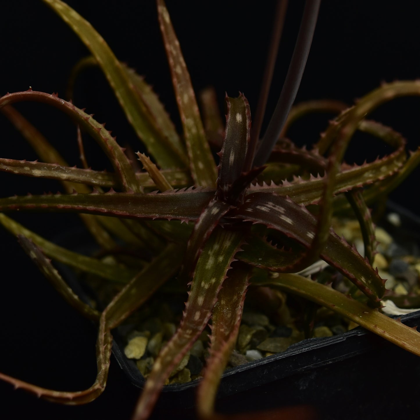 Aloe bakeri