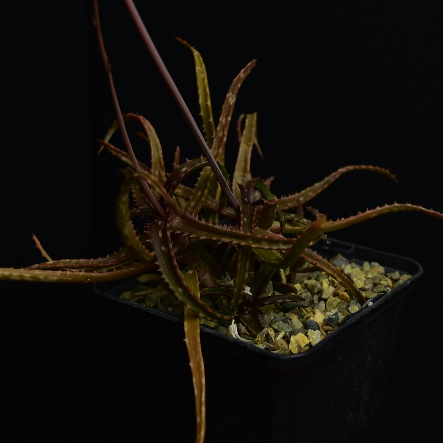 Aloe bakeri