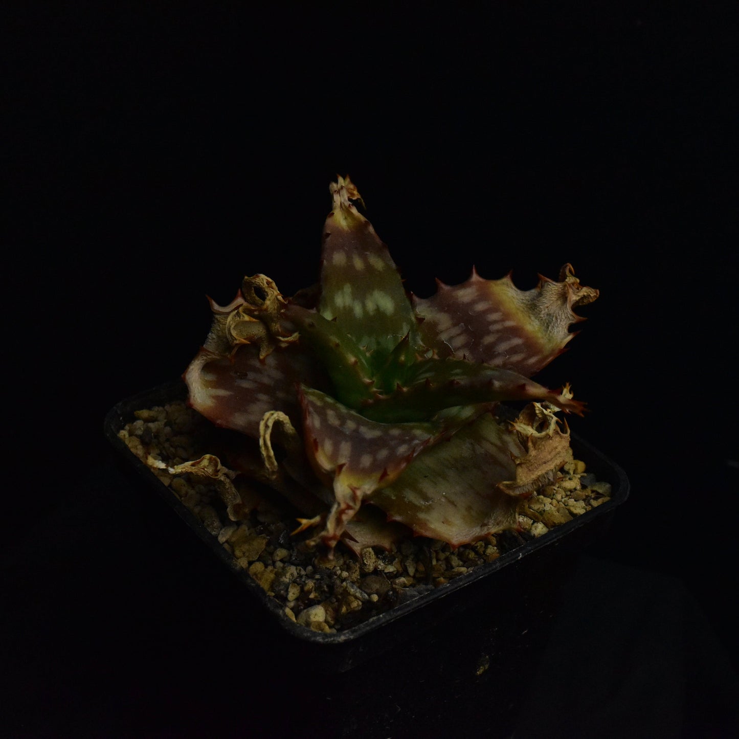 Aloe branddraaiensis (Branddraai, SA.)